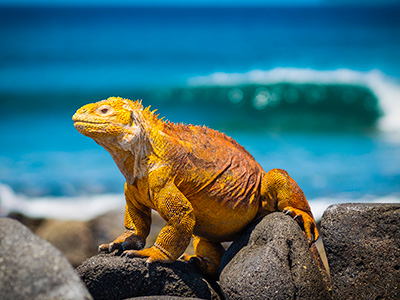 Iguana sa Galapagosa