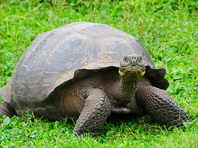 Kornjača sa Galapagosa